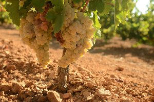 El vino Viñagamo de Bodegas del Socorro, seleccionado como mejor blanco joven por la D. O. Condado de Huelva en una cata a ciegas