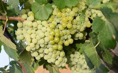 Bodegas del Socorro exporta 300.000 litros de vino blanco a granel amparado por la DO Condado de Huelva para su distribución en Alemania