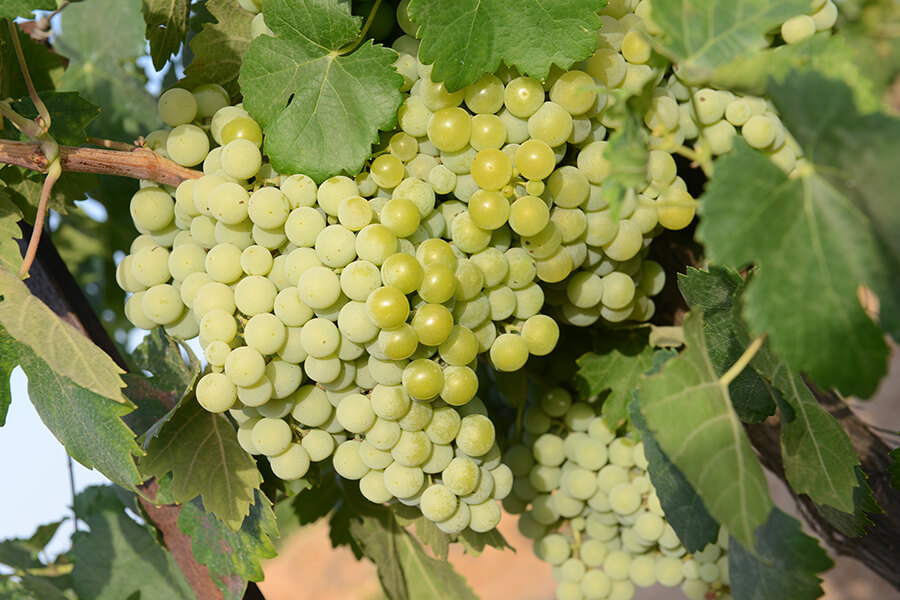 Bodegas del Socorro exporta 300.000 litros de vino blanco a granel amparado por la DO Condado de Huelva para su distribución en Alemania