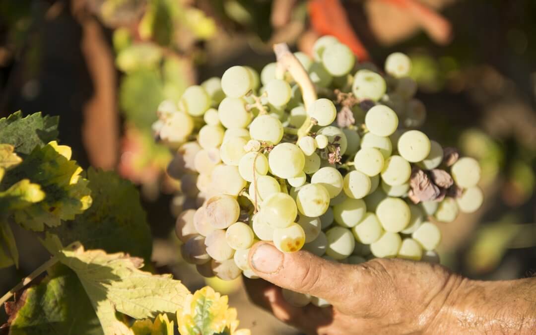 Bodegas del Socorro inicia la vendimia de uva zalema con una previsión de crecimiento del 15% en la producción
