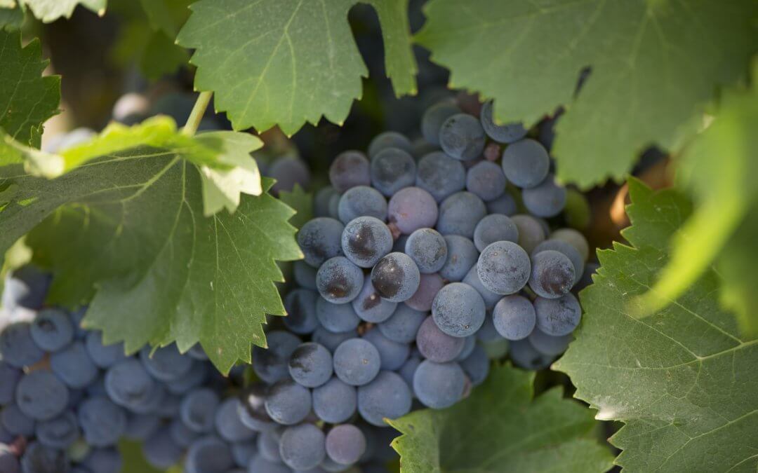 Bodegas del Socorro inicia la campaña de la vendimia con la recolección de la uva tinta