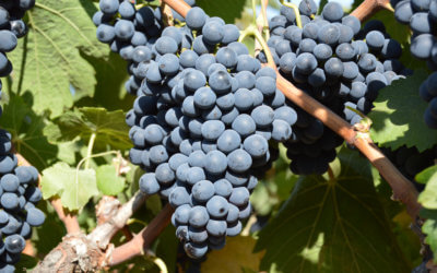 Bodegas del Socorro cierra la campaña de recolección de la uva tinta con un incremento del 10% en la producción